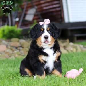 Sadie, Bernese Mountain Dog Puppy